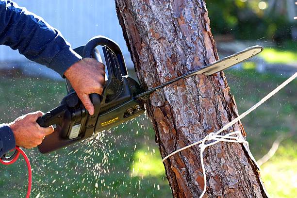 How Our Tree Care Process Works  in  Mckinley, PA