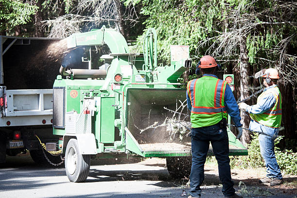 Reliable Mckinley, PA Tree Care Solutions